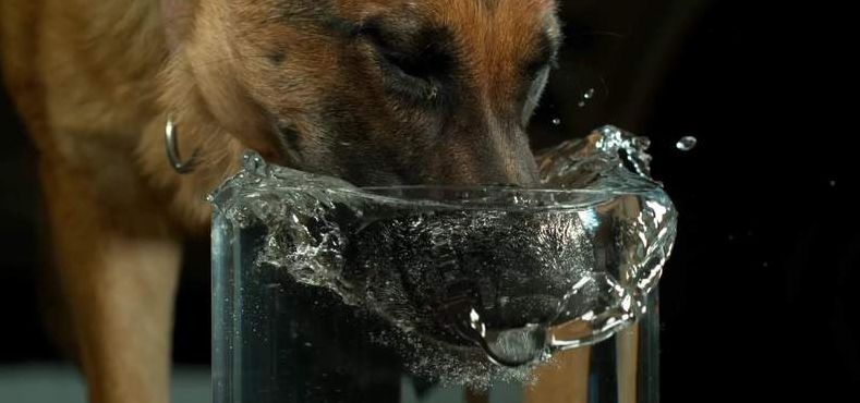 狗喝水什么意思（男的会狗喝水什么意思）