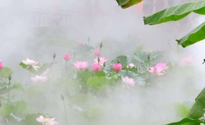 雾里看花是什么意思（雾里看花是什么意思解释）