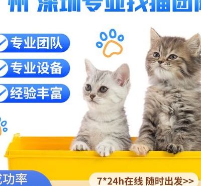 广州宠物猫（广州宠物猫批发市场在哪里）