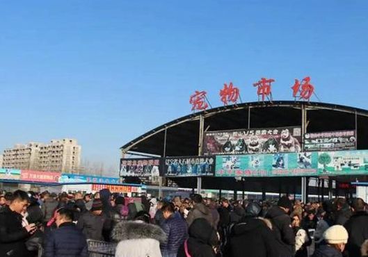 北京最大的宠物市场（北京最大的宠物市场中秋节开吗在哪里）