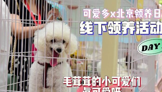 北京宠物领养中心（北京宠物领养机构）