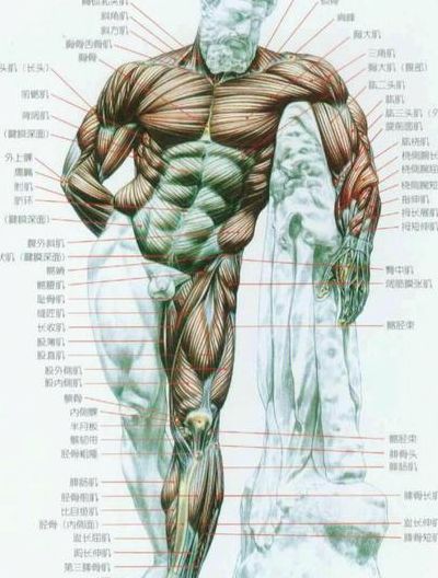 人体肌肉组织（全身肌肉名称及具体位置图解）
