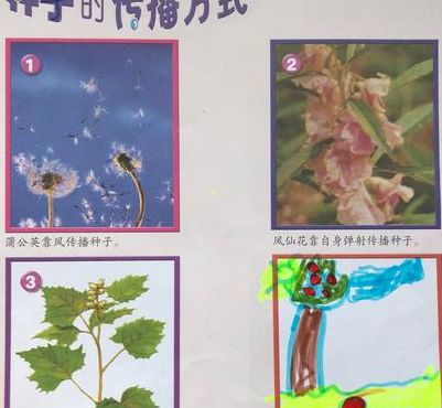 植物传播种子的方法述有哪些二年级（植物传播种孑的方法小学二年级）