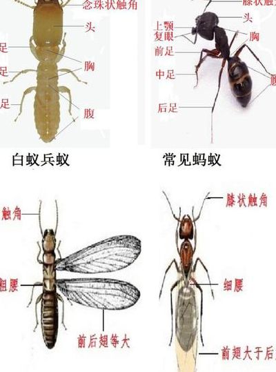 蚂蚁的天敌是什么动物（白蚁和蚂蚁的区捌）