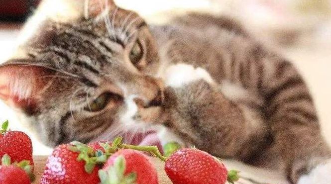猫咪吃水果（猫咪吃水果的好处）