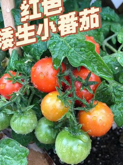 小西红柿品种（丰前口感最好的小西红柿品种）