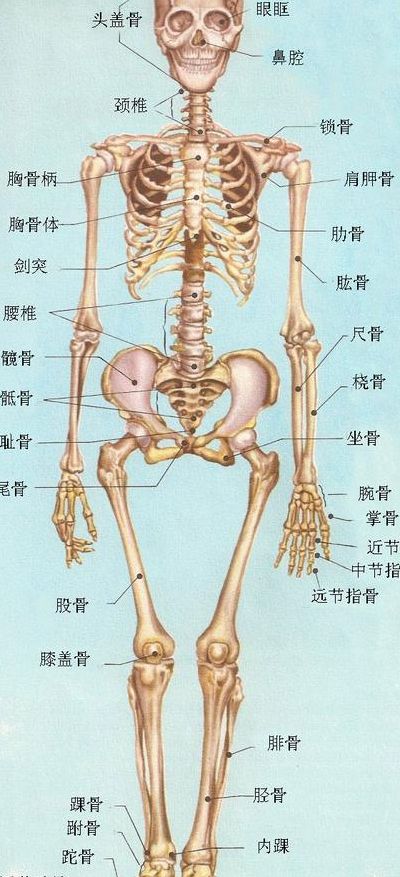 人体共有多少块骨头（人体共有多少块骨头图片）