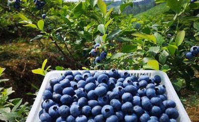 蓝莓产地（蓝莓产地主要在哪个省）