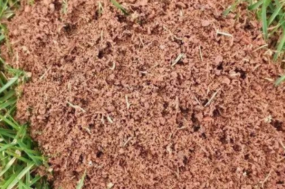 红火蚁的繁殖季节（红火蚁出现的月份）