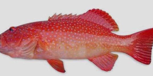 红星石斑鱼（红星石斑鱼图片介绍）