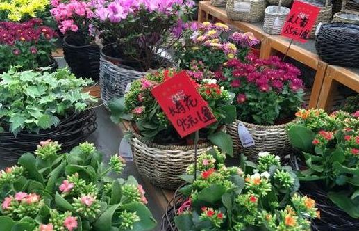 西安花卉市场（西安花卉市场几点关门）
