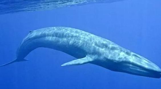 蓝鲸的介绍(蓝鲸的生态和特征)