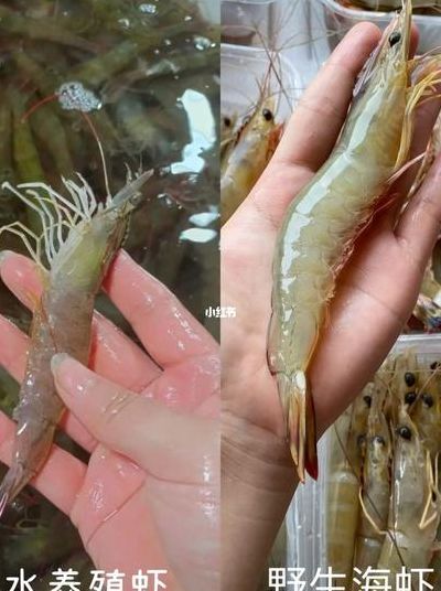 海虾养殖（海虾养殖和野生虾怎么区捌）