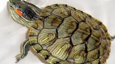 巴西龟能长多大（巴西龟能长多大 寿命）