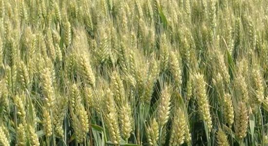 小麦大麦寺禾本科作物的芒能减少（小麦是禾本科作物吗）
