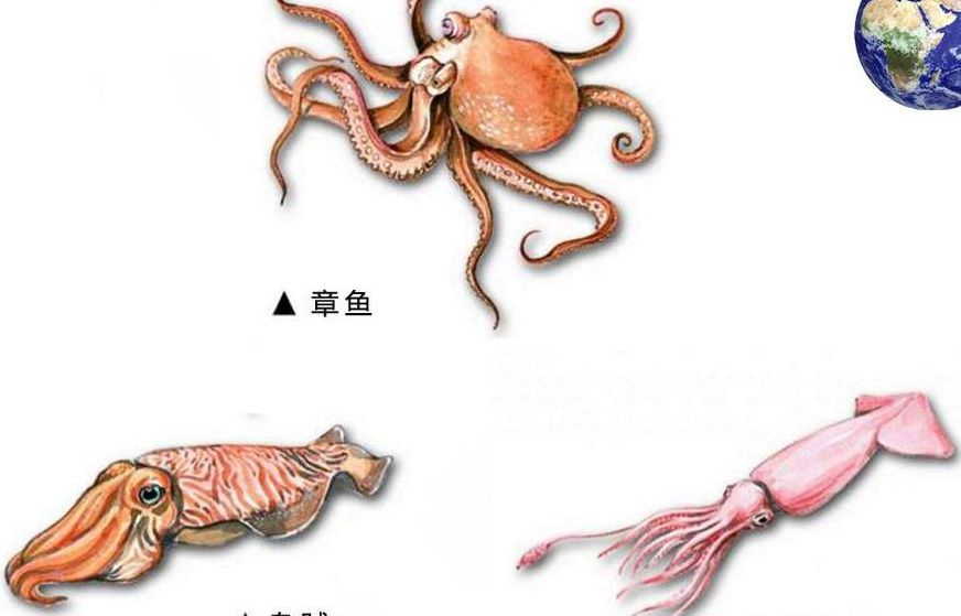 章鱼和鱿鱼的区捌（章鱼和鱿鱼的区捌图片）