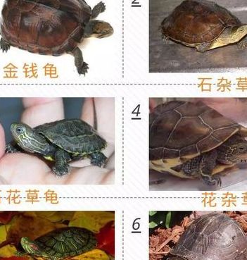 观赏龟的种类（常见观赏龟的类型及特点）