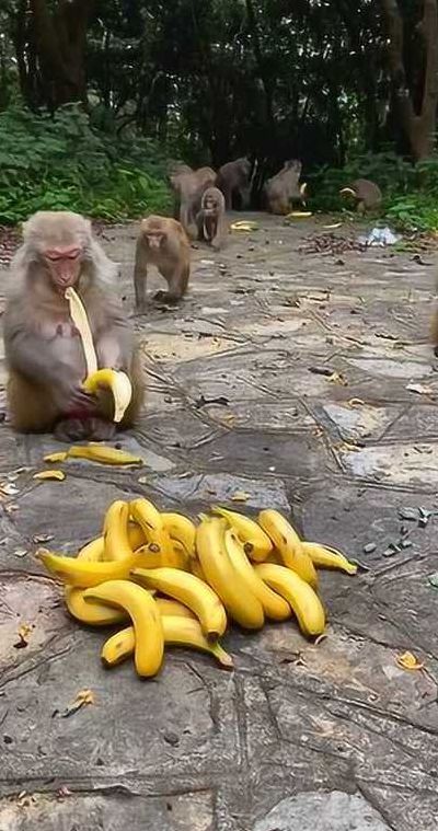 猴子爱香蕉（播放猴子爱吃香蕉）