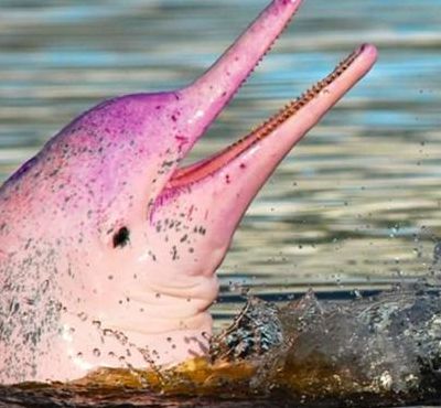 广东南澳岛现5只粉色海豚（汕头南澳岛有海豚吗）