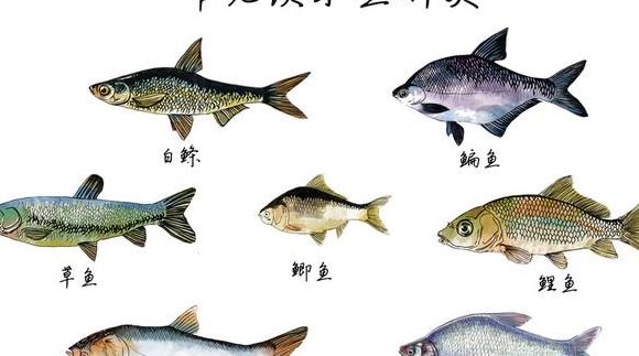 淡水鱼的种类（淡水鱼的种类有哪些图片和名称）