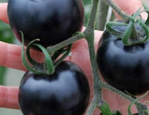 黑珍珠番茄（黑珍珠番茄是转基因的吗）