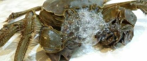 螃蟹为什么总喜欢吐泡泡（螃蟹为什么喜欢吐泡泡呢）