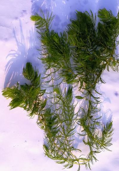 金鱼藻（金鱼藻水草）