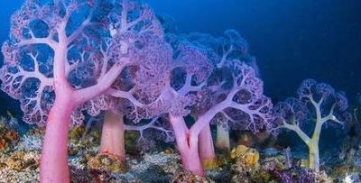 珊瑚是生物吗（珊瑚是生物吗青说明理由）