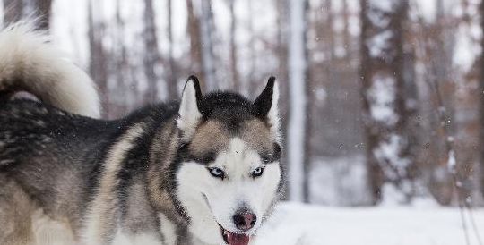 雪橇犬（雪橇犬能耐多少寒冷）