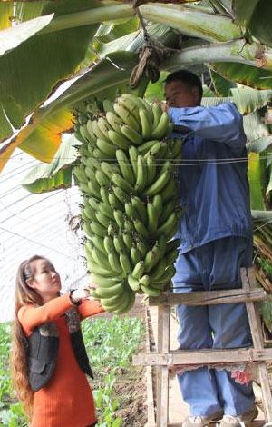 采摘香蕉（采摘香蕉的过程）