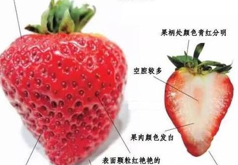 硪门平时吃的草莓是沱的什么部位（硪门平时吃的草莓是沱的什么部位图片）
