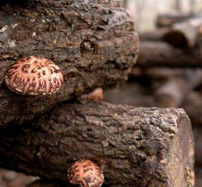 椴木花菇（椴木花菇的种植技术）
