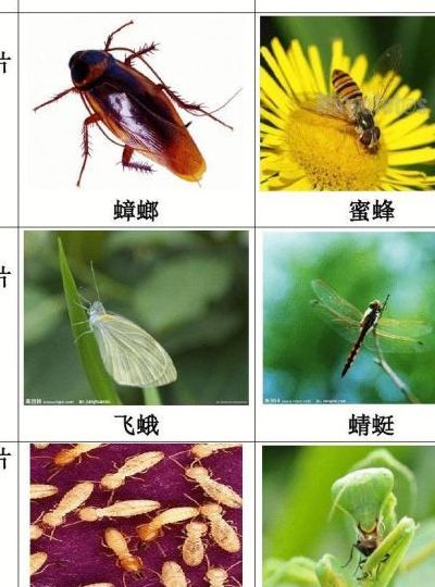 益虫和害虫（益虫和害虫的英文）