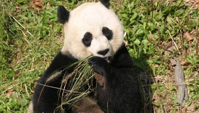 大熊猫属于什么科动物（小熊猫是猫科述是熊科）