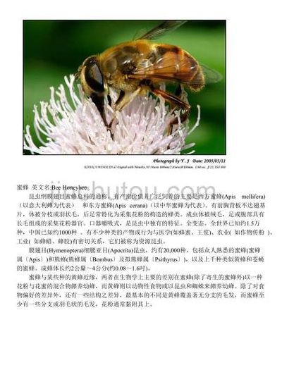 蜜蜂的知识（蜜蜂的知识有哪些）