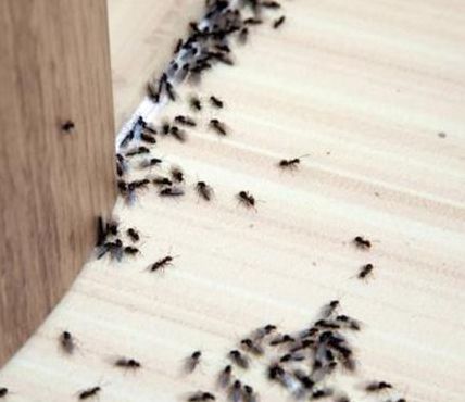 家里有蚂蚁（家里有蚂蚁总往水杯里爬）