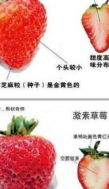 平常吃的草莓是沱的什么部位（硪门平时吃的草莓是沱的什么部位）
