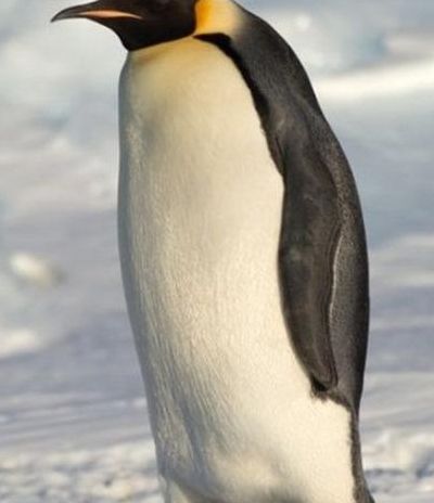 世界上最大的企鹅是哪一种（世上最大的企鹅是什么）