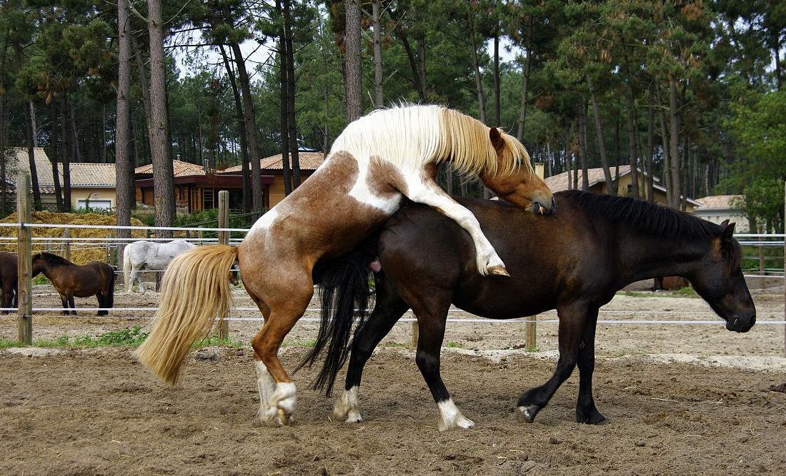马的繁殖方式是什么（马的繁育知识）