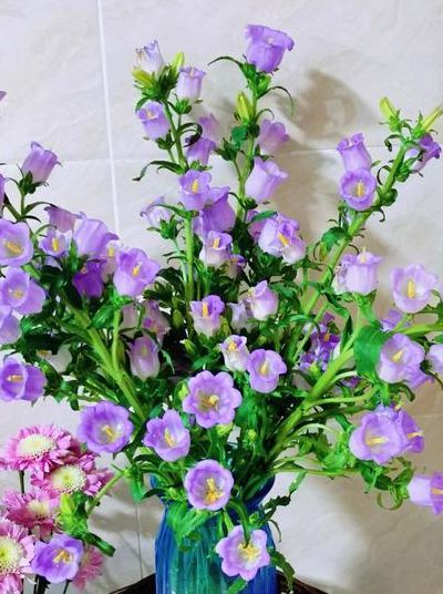紫风铃（紫风铃花养殖方法）