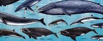 鲸鱼的种类（鲸鱼的种类和图片介绍）