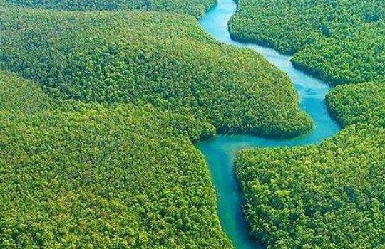亚马逊河流域（亚马逊河流域的热带雨林）