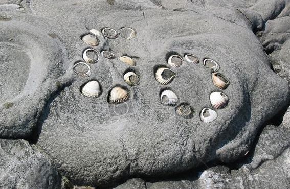 石头上怎么会有贝壳呢（石头上怎么会有贝壳呢?仿写）