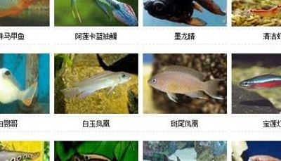 淡水观赏鱼的种类（淡水观赏鱼种类大全图片 小型）