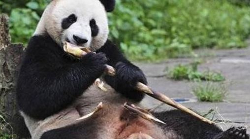 大熊猫吃肉吗（大熊猫吃肉吗吃什么肉）