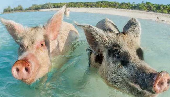 猪会游泳吗（猪会游泳吗视频）