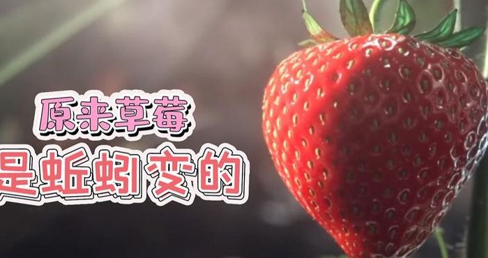 草莓是蚯蚓变地吗（草莓是蚯蚓变地吗?）