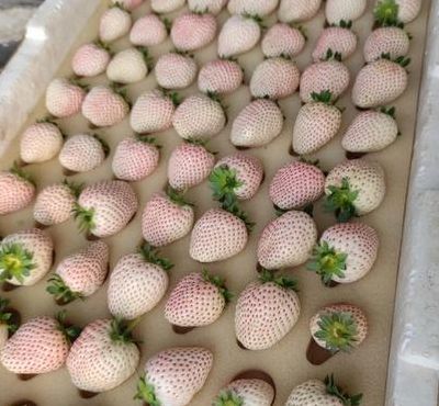 草莓产地（淡雪草莓产地）