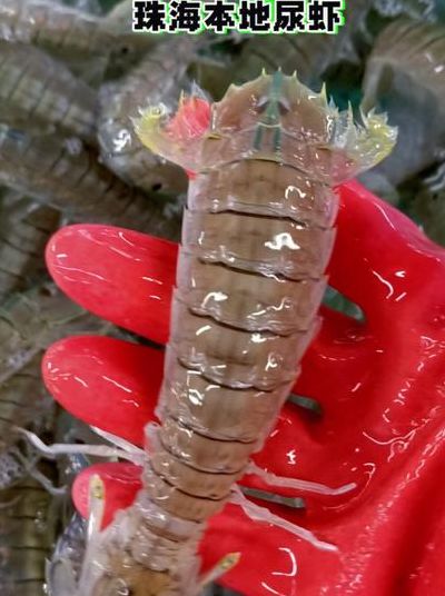 濑尿虾（濑尿虾和皮皮虾区捌）