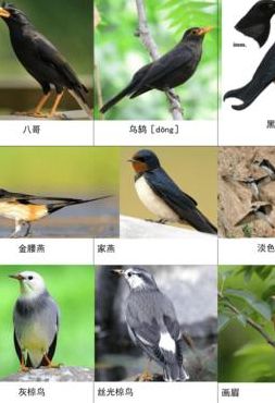 中国鸟类大全（中国鸟类大全 名字）